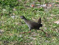 Image of Brown Crake