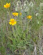 Imagem de Arnica fulgens Pursh