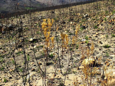 Image of Leucadendron olens I. Williams