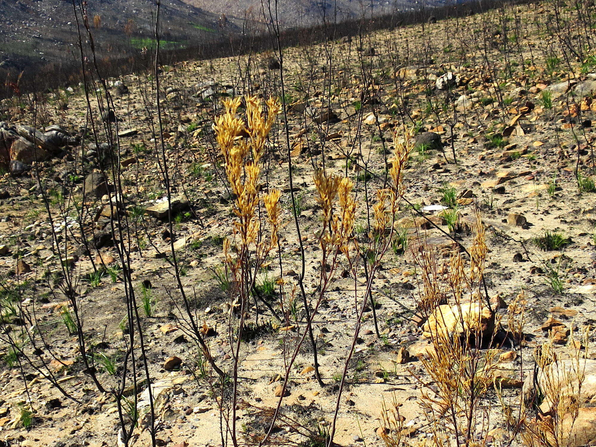 Image of Leucadendron olens I. Williams