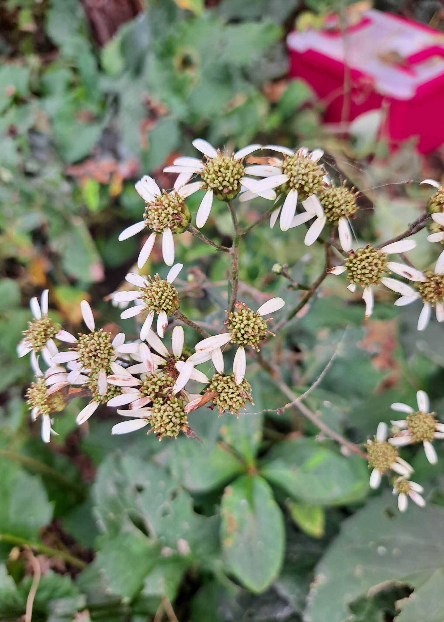 Image of Edible aster