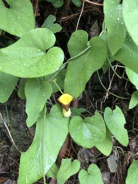 Image of Aristolochia shimadae Hayata