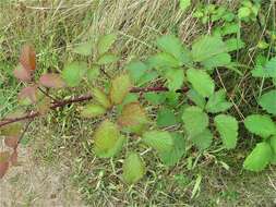 Sivun Rubus elegantispinosus (Schumacher) H. E. Weber kuva