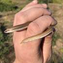 Image of Kasner's Burrowing Skink