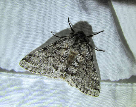 Image of Stout Spanworm Moth