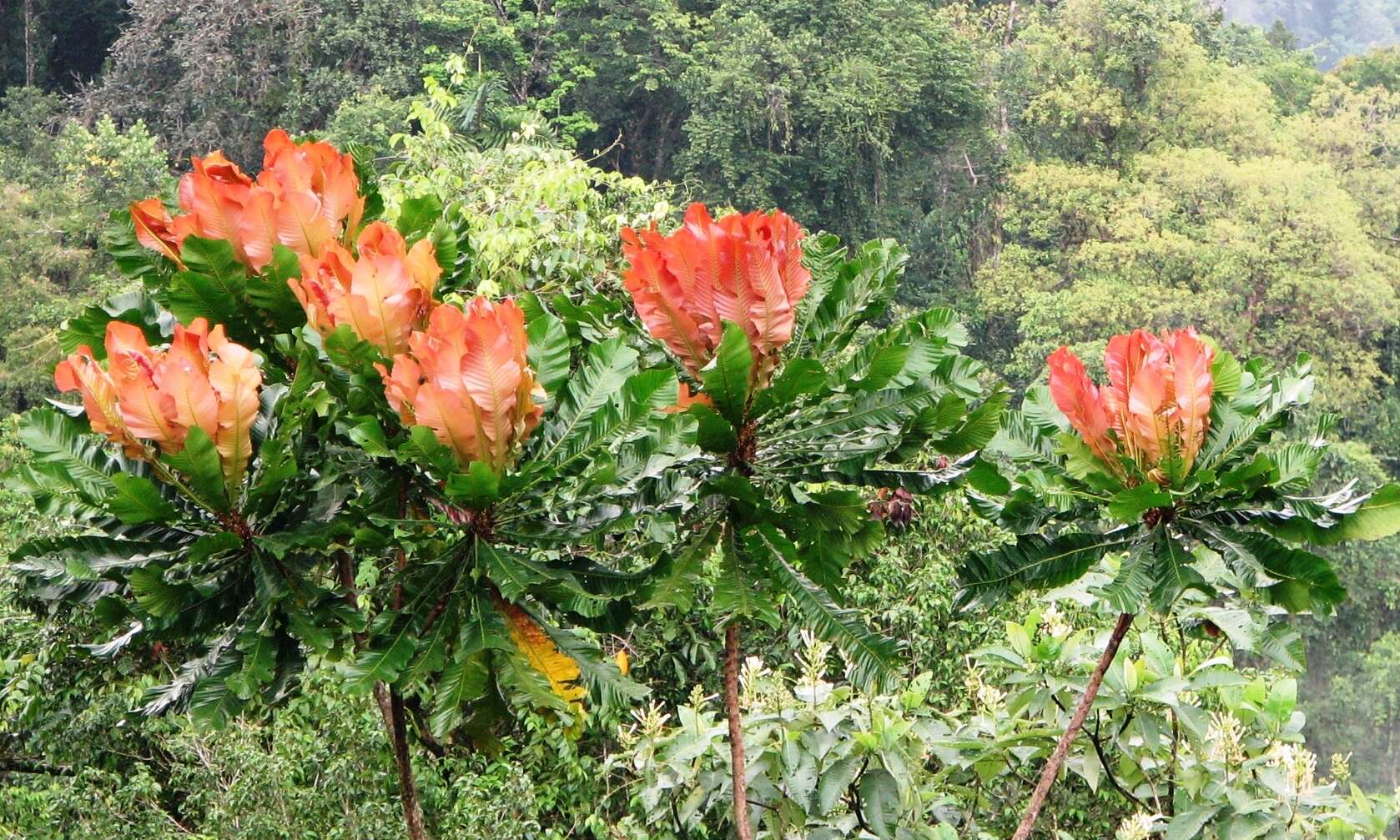 Image of Cespedesia spathulata (Ruiz & Pav.) Planchon