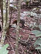 Image of Azara's Agouti