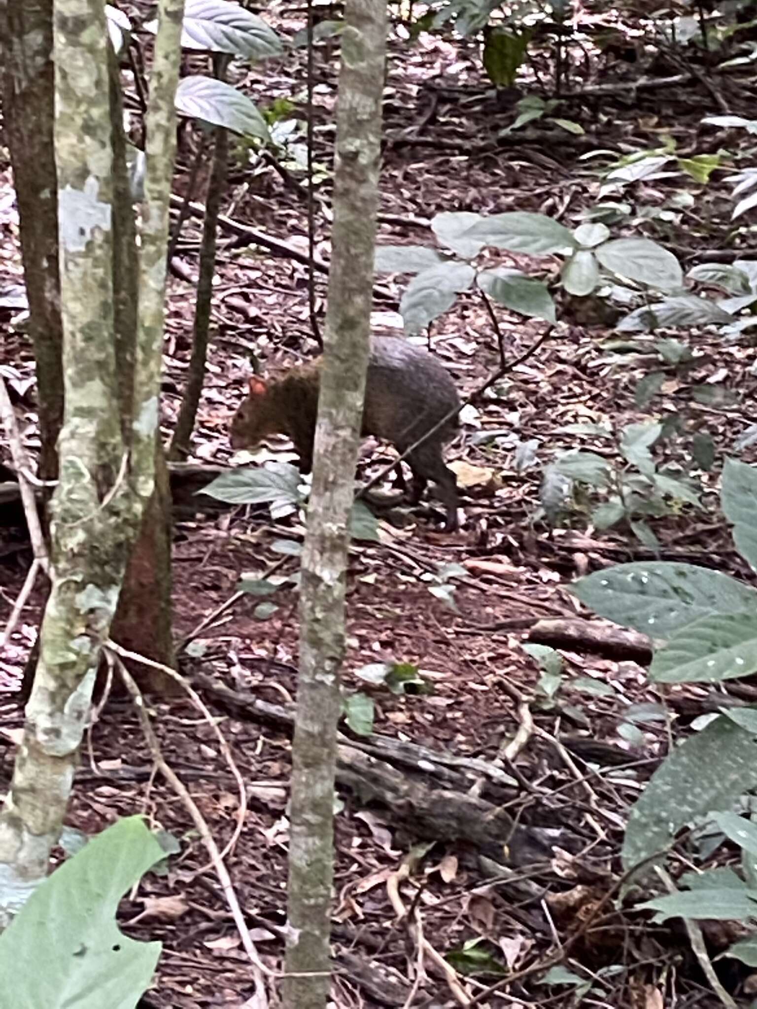 Image of Azara's Agouti