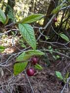 Image of hollyberry cotoneaster