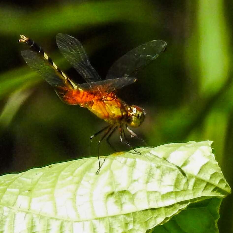 Image of Red-mantled Dragonlet