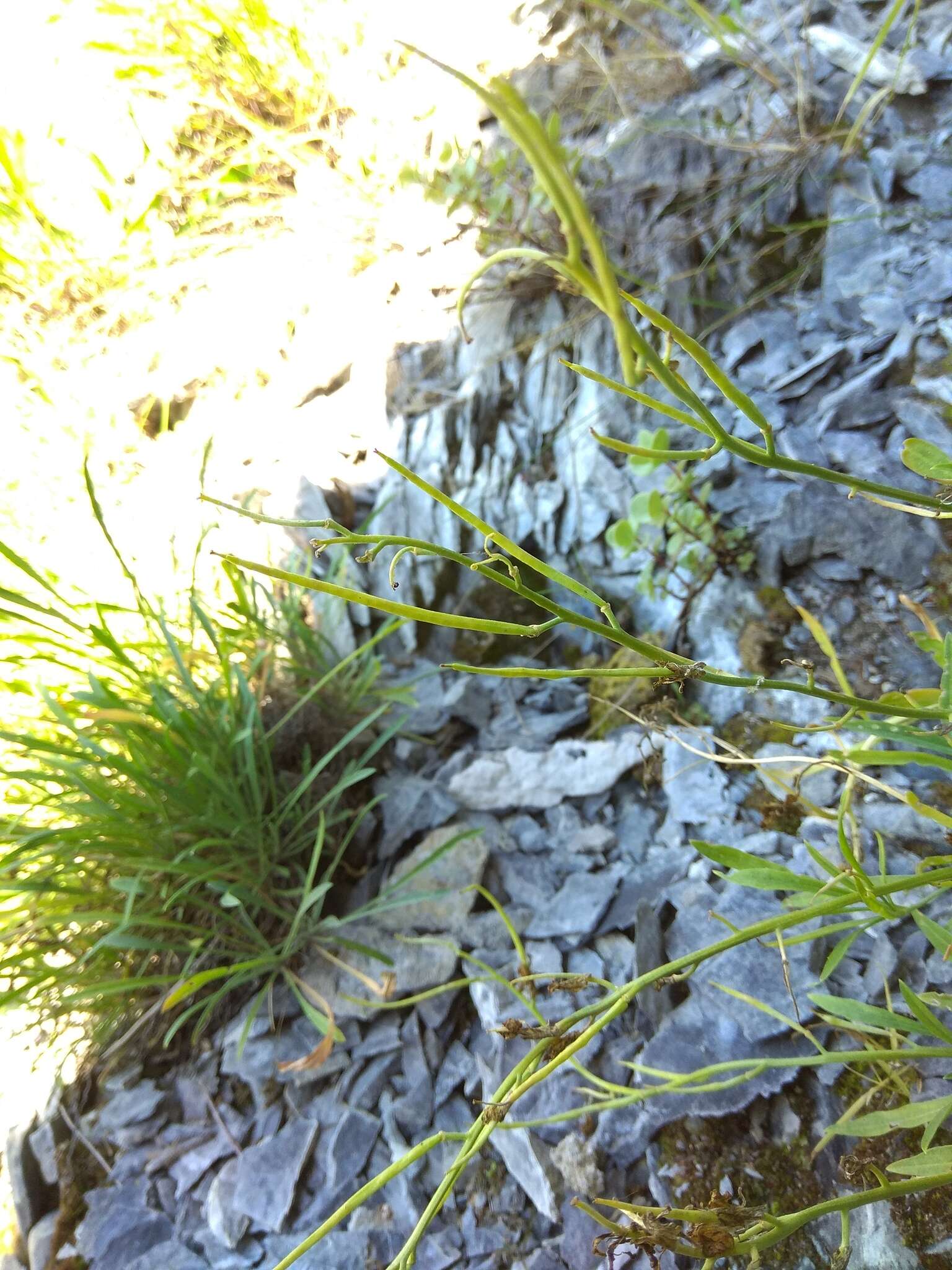 Image of Erysimum flavum subsp. altaicum (C. A. Mey.) Polozhij