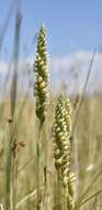 Image of Ash Meadows Ladies'-Tresses