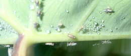 Image of Planthopper