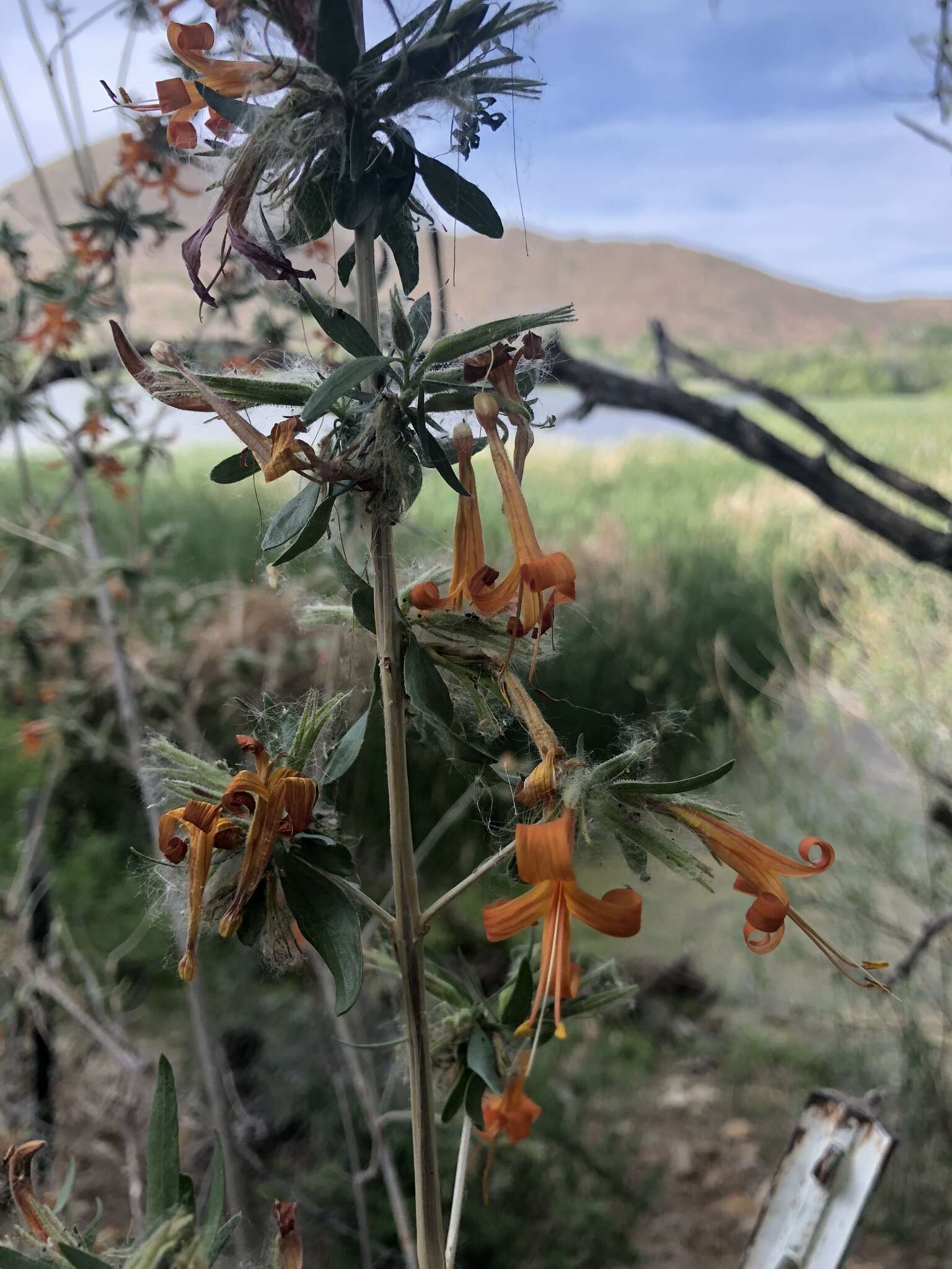 Image of Thurber's desert honeysuckle