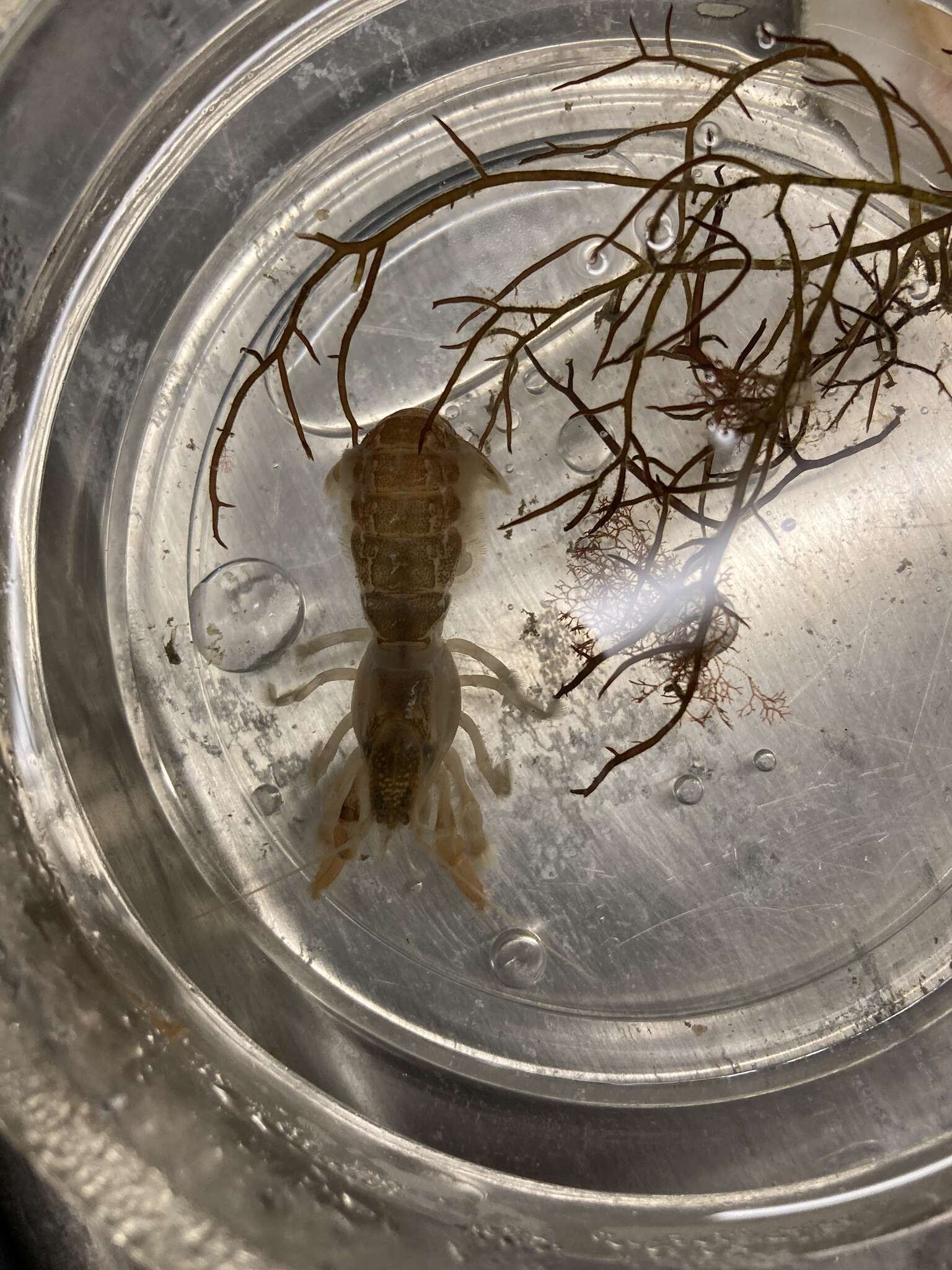 Image of coastal mud shrimp