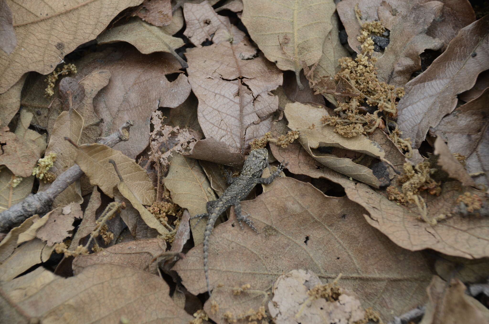 صورة Sceloporus grammicus Wiegmann 1828