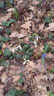 Image of Galanthus plicatus M. Bieb.