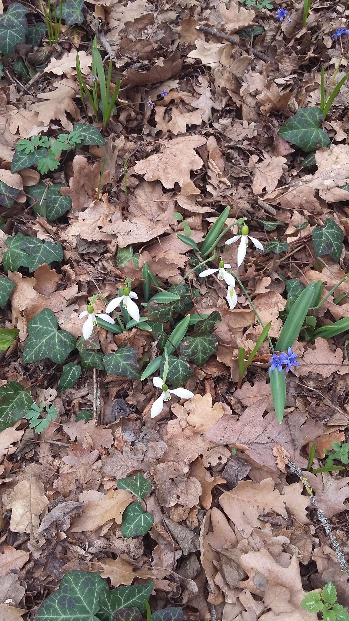 Image of Galanthus plicatus M. Bieb.