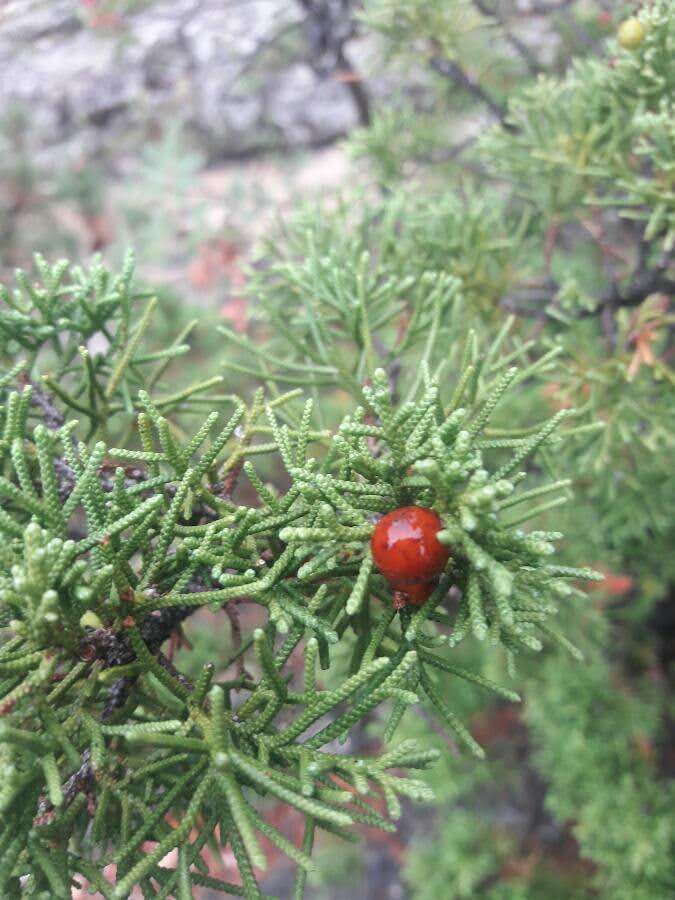 Слика од Juniperus phoenicea L.