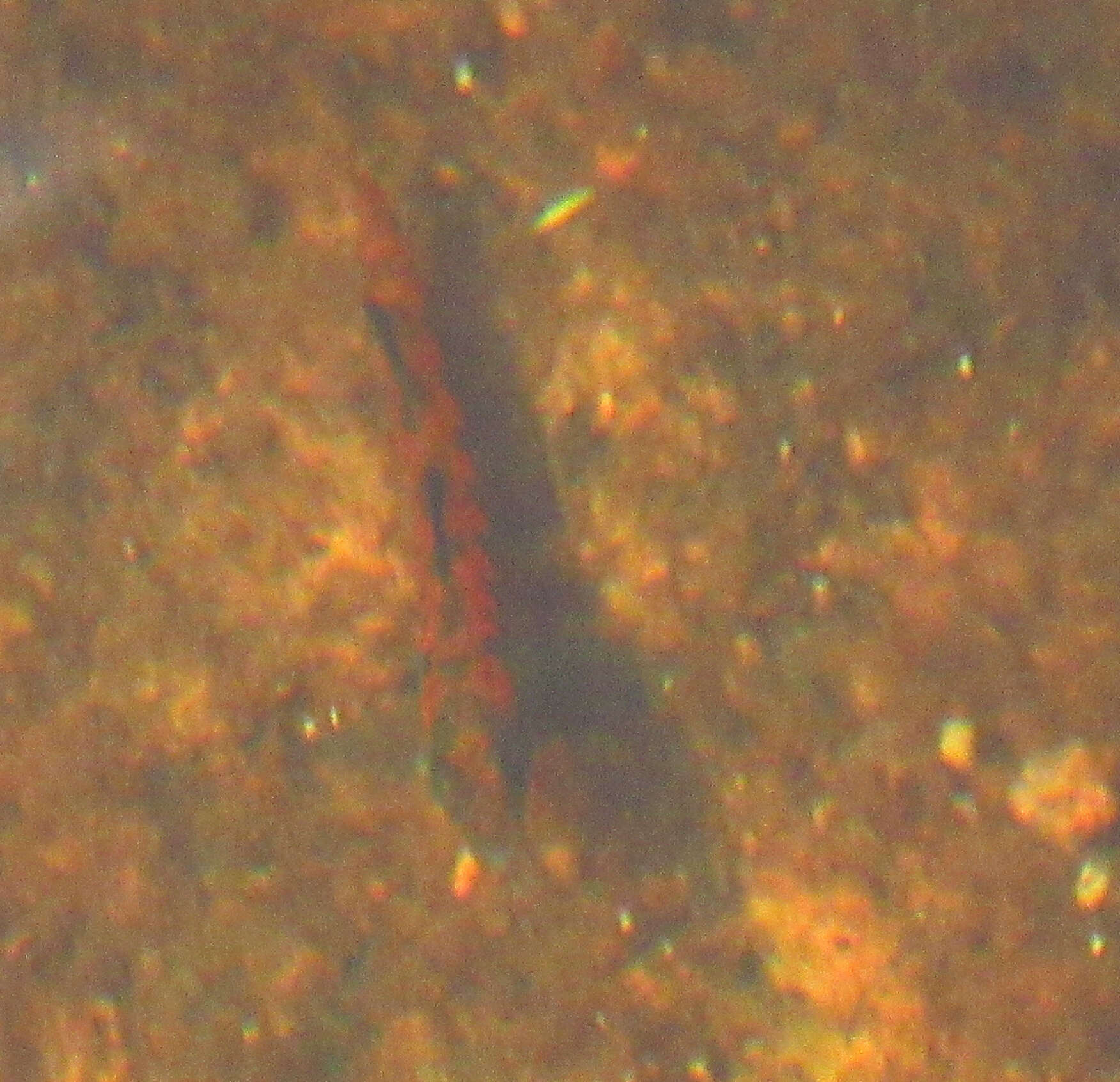 Image of Iowa Darter