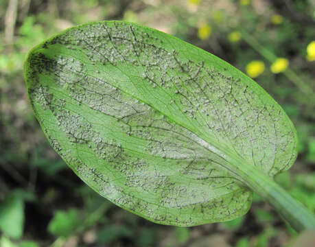 Image of Melanustilospora ari (Cooke) Denchev 2003