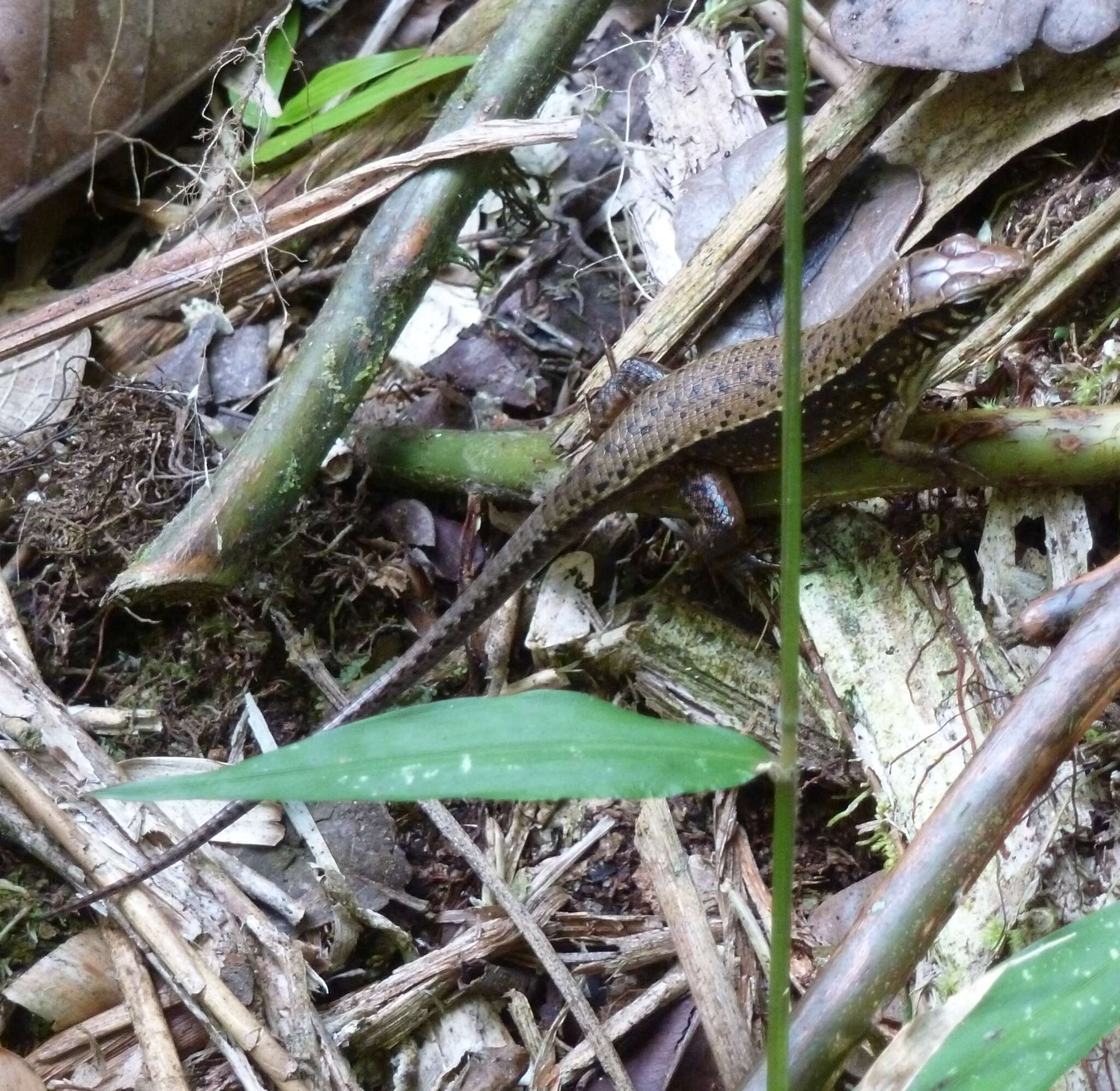 Image of Red-legged Girdled Lizard