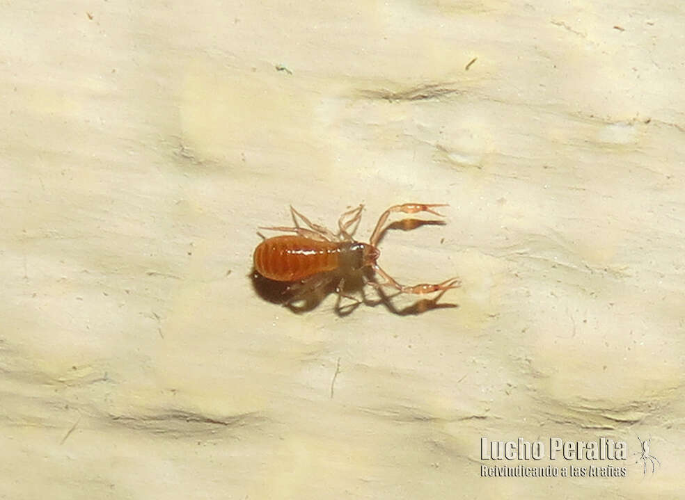 Image of Pseudoscorpion