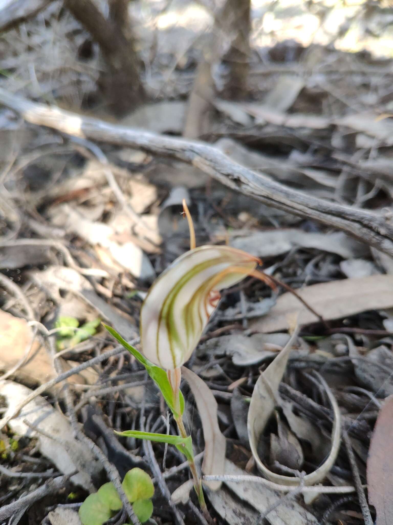 Image of Pterostylis erythroconcha M. A. Clem. & D. L. Jones