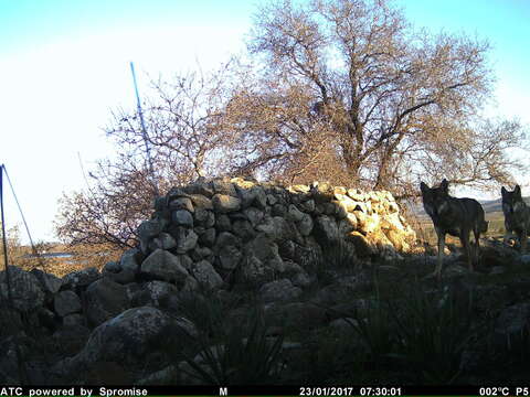 Image of gray wolf