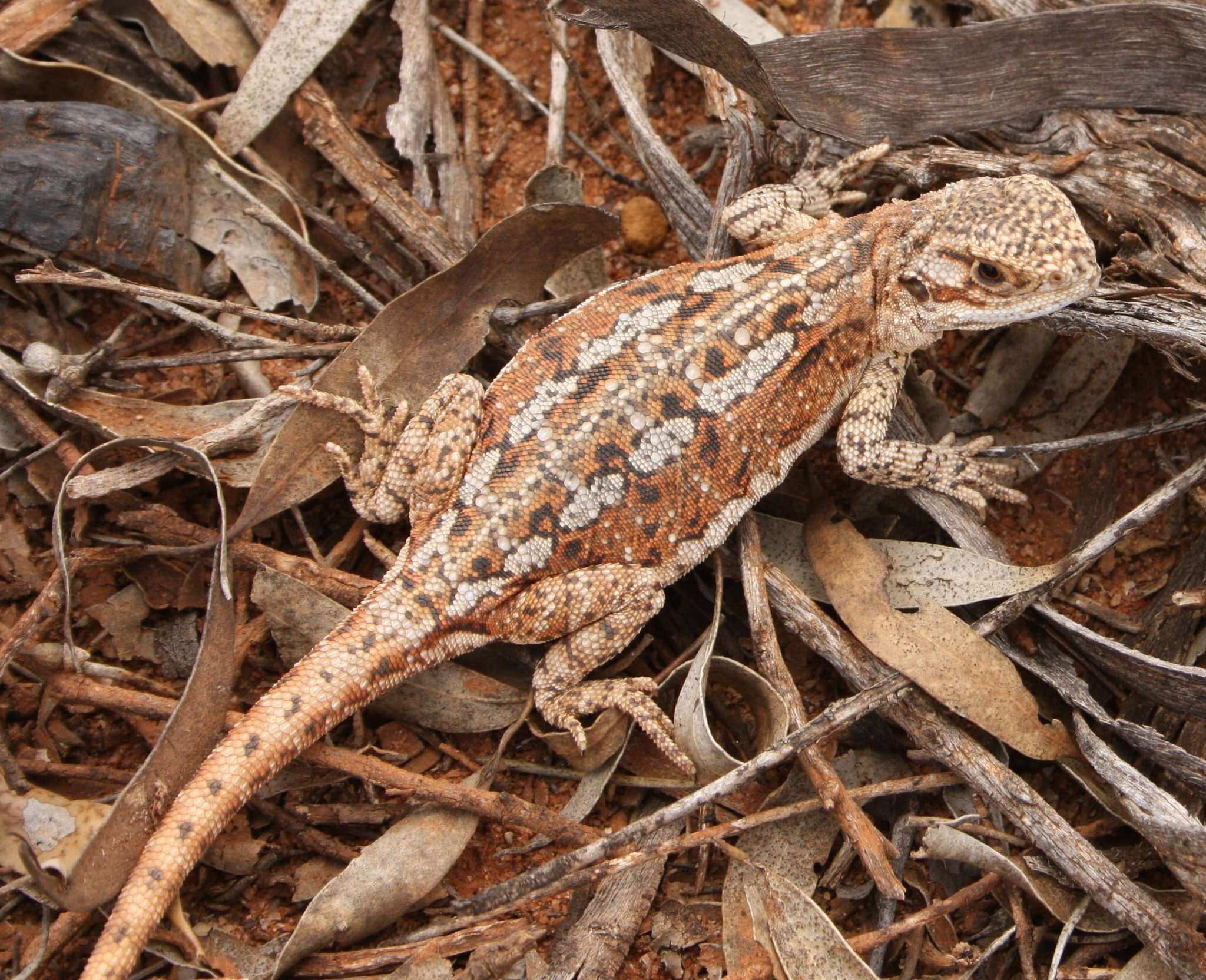 Image of Western netted dragon