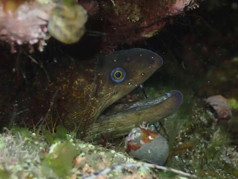 Image of California moray