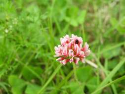 Image of peanut clover