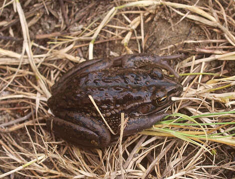 Image of Green and Gold Frog