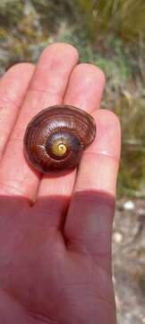 Image of Powelliphanta marchanti (Powell 1932)