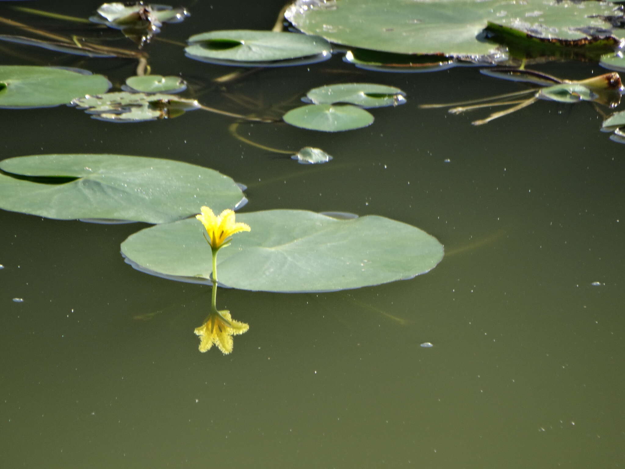 Image of Nymphoides fallax Ornduff