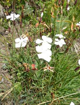 Image of Dianthus cretaceus Adams