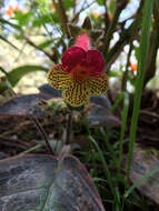 Imagem de Kohleria amabilis (Planch. & Linden) Fritsch