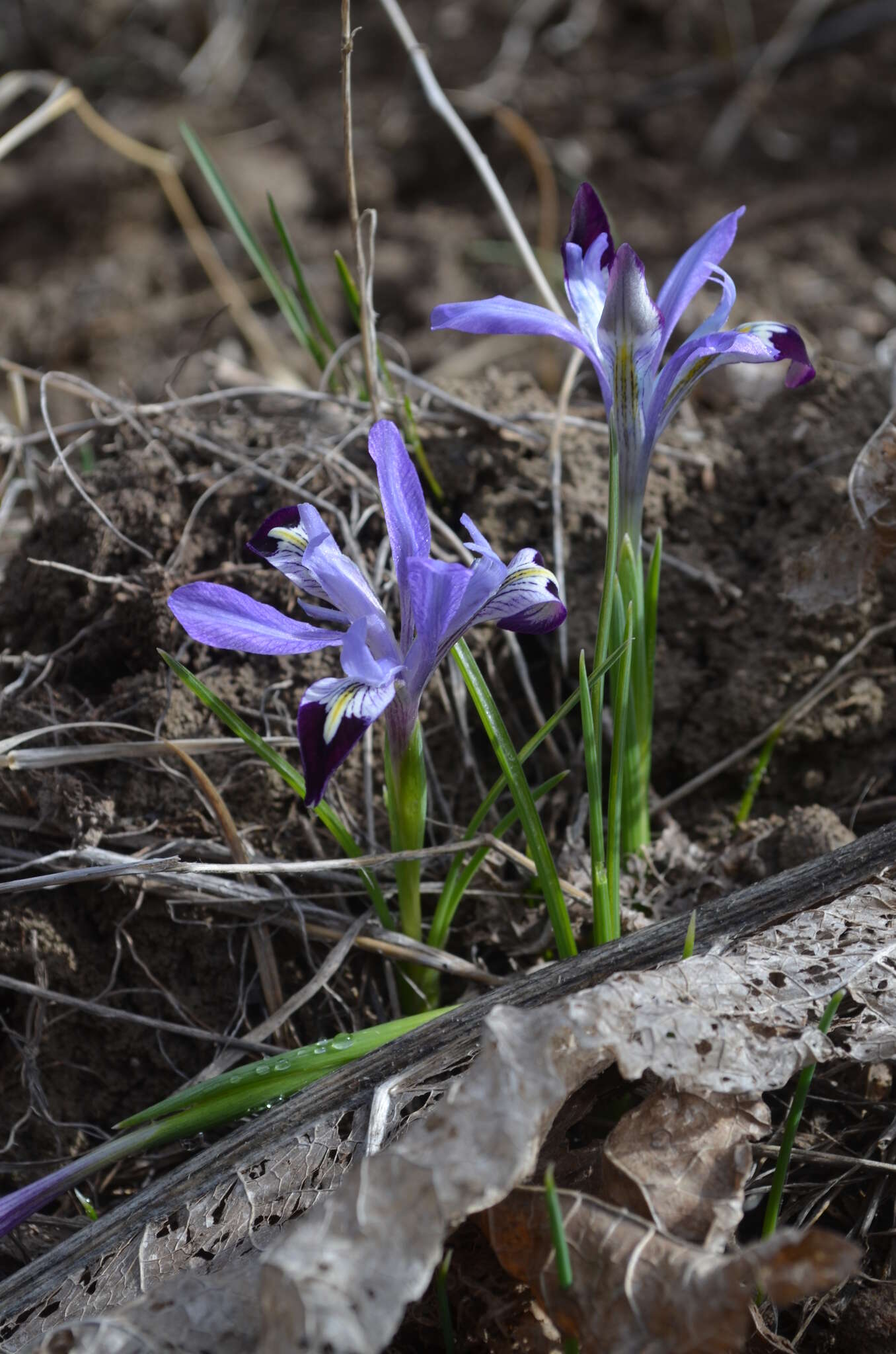 Plancia ëd Iris kolpakowskiana Regel