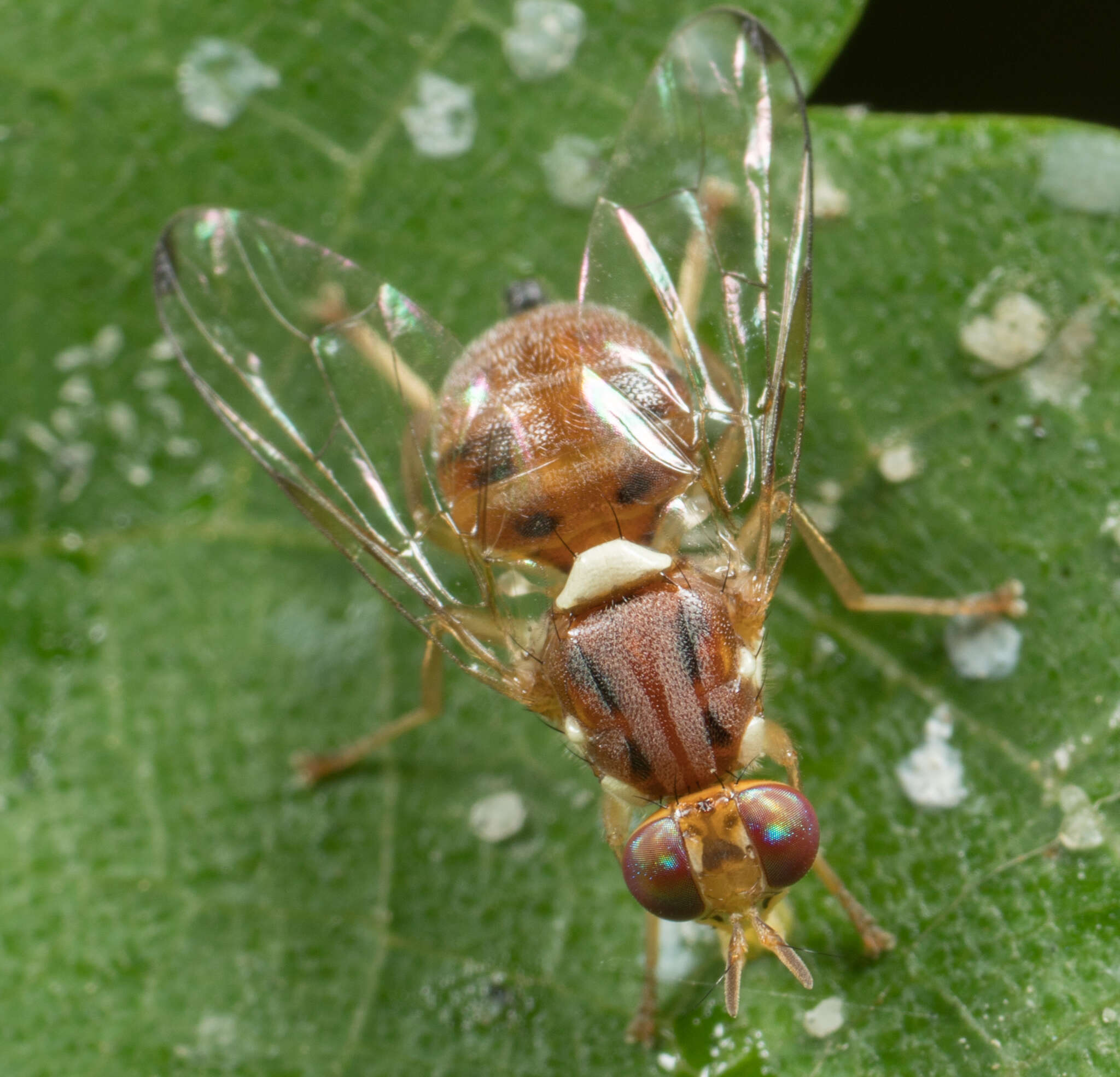 Image of Olive Fruit Fly