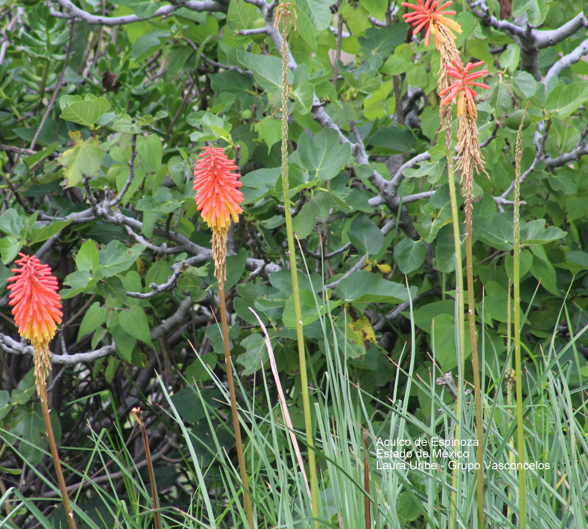 Kniphofia uvaria (L.) Oken resmi