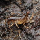 Image of Hemiandrus brucei Taylor Smith, Trewick & Morgan-Richards 2016