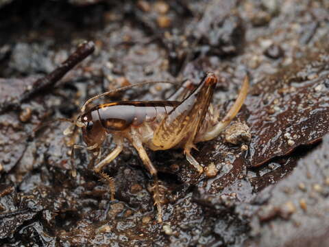 Image of Hemiandrus brucei Taylor Smith, Trewick & Morgan-Richards 2016