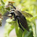 Image of Xylocopa micheneri Hurd 1978