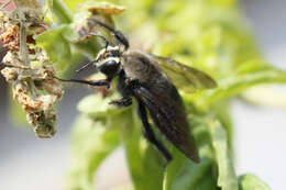 Xylocopa micheneri Hurd 1978 resmi