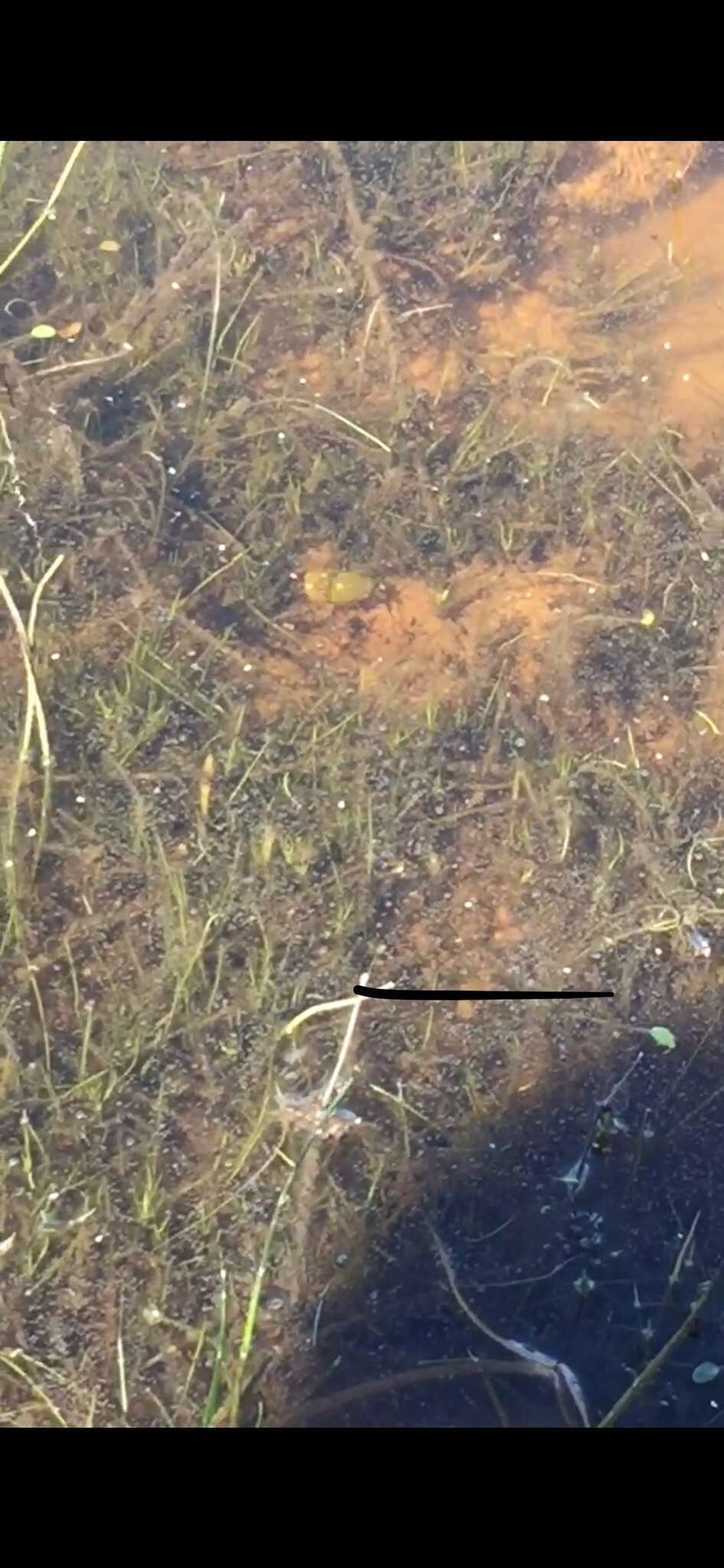 Image of Vernal pool tadpole shrimp