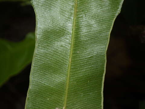 Image of Pteris venusta Kunze