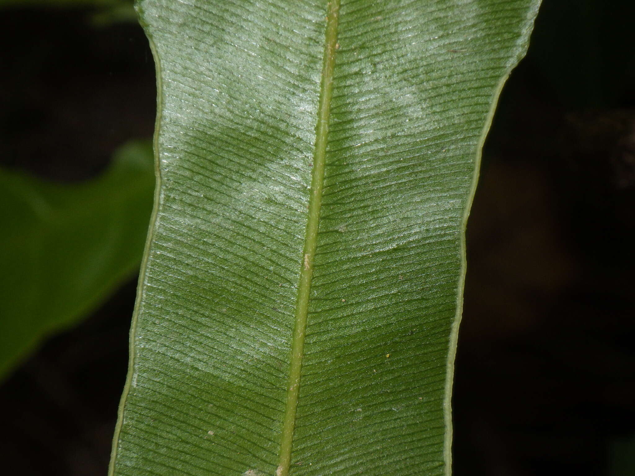 Pteris venusta Kunze resmi