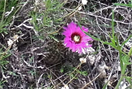 Image of Echinocereus reichenbachii var. perbellus (Britton & Rose) L. D. Benson