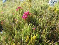 Plancia ëd Erica borboniifolia Salisb.