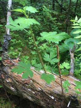 Image of prickly currant